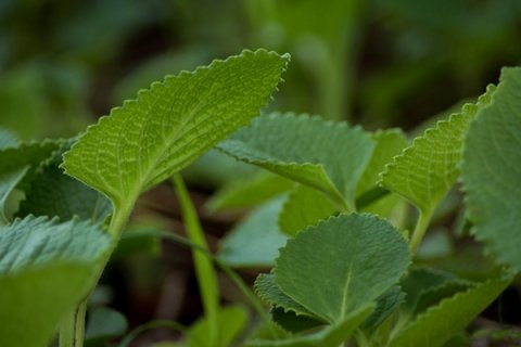 herbal medicine